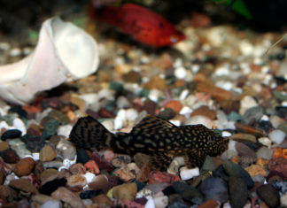 Come pulire l’acquario d’acqua dolce 1165 0 Come pulire l acquario d acqua dolce_ok